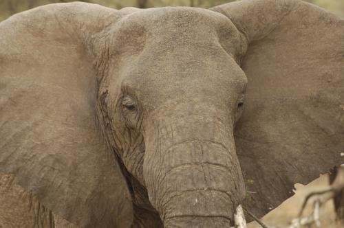 Fotografia de Julio M. Prez Lasheras - Galeria Fotografica: Tanzania - Foto: Te escucho...