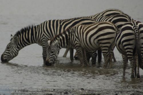 Fotografia de Julio M. P�rez Lasheras - Galeria Fotografica: Tanzania - Foto: Agua fresca