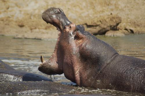 Fotografia de Julio M. Prez Lasheras - Galeria Fotografica: Tanzania - Foto: Bostezo