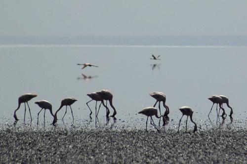 Fotografia de Julio M. Prez Lasheras - Galeria Fotografica: Tanzania - Foto: Filtrando