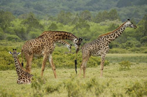 Fotografia de Julio M. Prez Lasheras - Galeria Fotografica: Tanzania - Foto: Celo