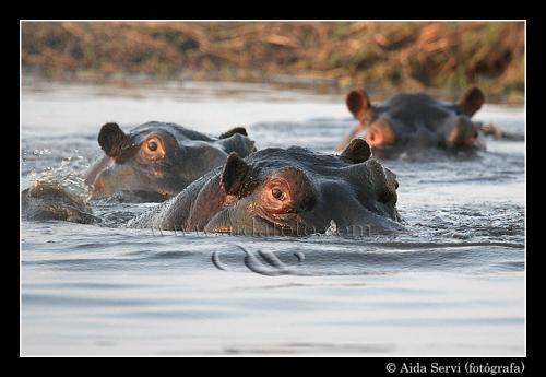 Fotografia de Aida Servi - Galeria Fotografica: FRICA SALVAJE - Foto: Hipopotamos