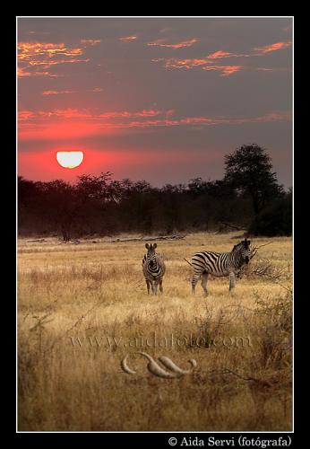 Fotografia de Aida Servi - Galeria Fotografica: FRICA SALVAJE - Foto: Puesta de sol en Botswana