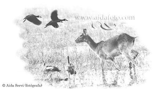 Fotografia de Aida Servi - Galeria Fotografica: FRICA SALVAJE - Foto: Impala