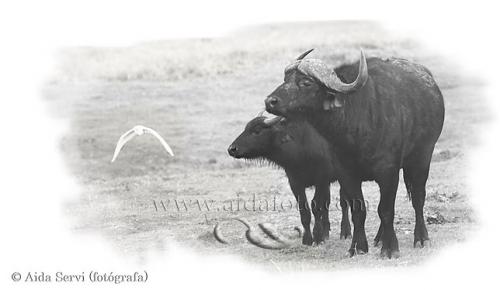 Fotografia de Aida Servi - Galeria Fotografica: FRICA SALVAJE - Foto: Bfalo