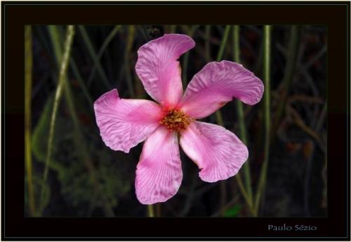 Fotografia de Paulo S�zio - Galeria Fotografica: Paulo S�zio - Foto: 