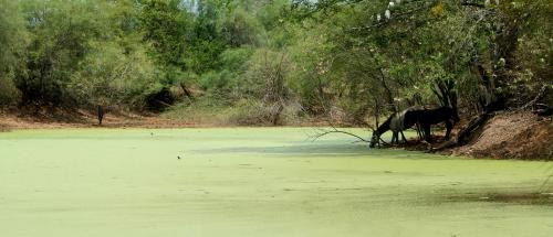 Fotografia de Jader - Galeria Fotografica: Desierto de la Tatacoa - Colombia - Foto: La sed de los caballos