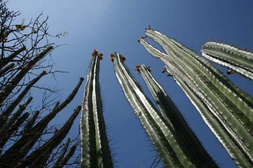 Fotografia de Jader - Galeria Fotografica: Desierto de la Tatacoa - Colombia - Foto: Vegetacin