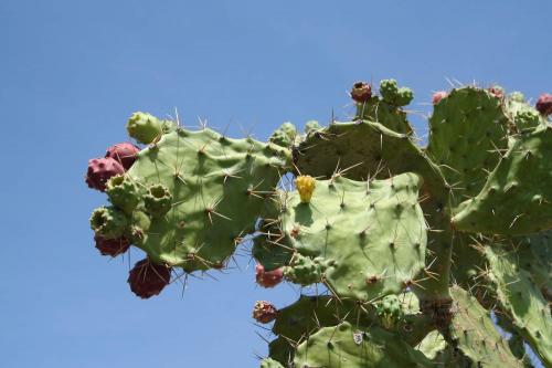 Fotografia de Jader - Galeria Fotografica: Desierto de la Tatacoa - Colombia - Foto: Frutos y flores