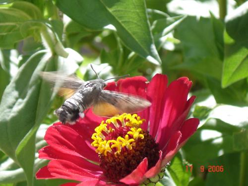 Fotografia de rafasclub - Galeria Fotografica: Belleza natural - Foto: El pertinaz vuelo del abejorro