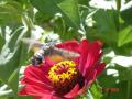 Fotos de rafasclub -  Foto: Belleza natural - El pertinaz vuelo del abejorro