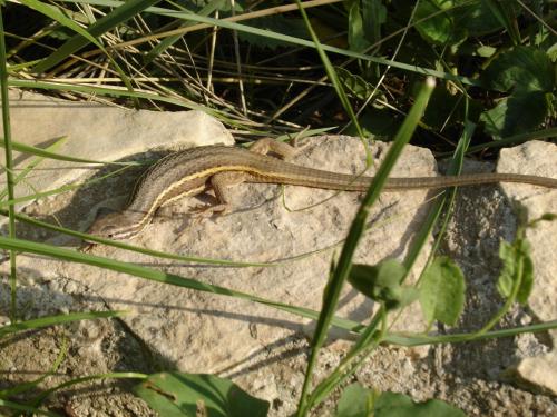 Fotografia de rafasclub - Galeria Fotografica: Belleza natural - Foto: Rico Sol