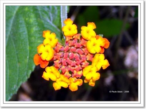 Fotografia de Paulo S�zio - Galeria Fotografica: Paulo S�zio - Foto: Flor de Camar�