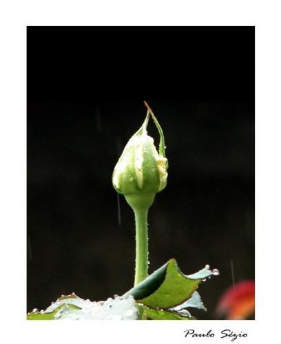 Fotografia de Paulo S�zio - Galeria Fotografica: Paulo S�zio - Foto: Nascimento