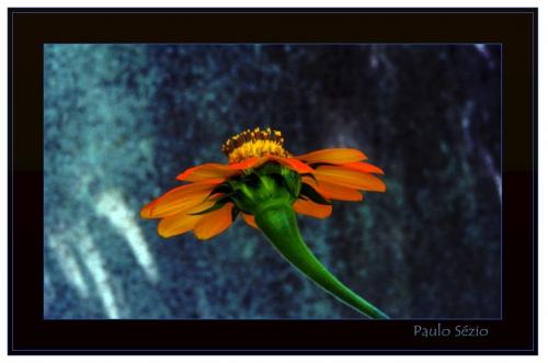 Fotografia de Paulo S�zio - Galeria Fotografica: Paulo S�zio - Foto: Vitalidade