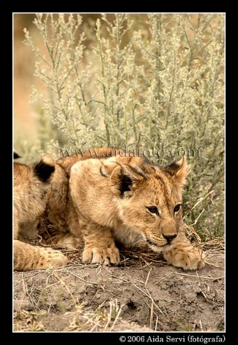 Fotografia de Aida Servi - Galeria Fotografica: FRICA SALVAJE - Foto: 