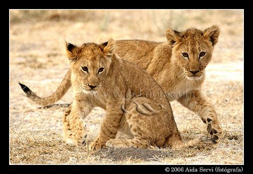 Fotografia de Aida Servi - Galeria Fotografica: FRICA SALVAJE - Foto: 