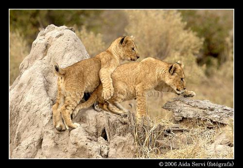 Fotografia de Aida Servi - Galeria Fotografica: FRICA SALVAJE - Foto: 