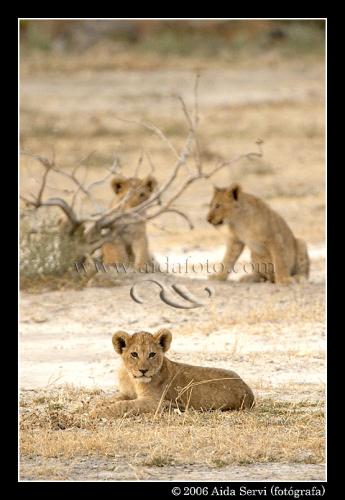 Fotografia de Aida Servi - Galeria Fotografica: FRICA SALVAJE - Foto: 