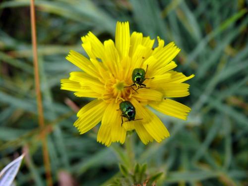 Fotografia de Pau - Galeria Fotografica: Natura - Foto: Hora de comer