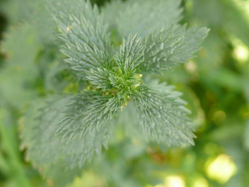 Fotografia de Pau - Galeria Fotografica: Natura - Foto: Ortiga espiral....