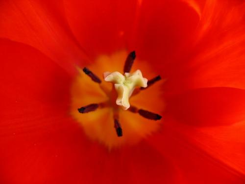 Fotografia de Pau - Galeria Fotografica: Natura - Foto: Tulipan holanda