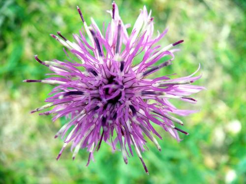 Fotografia de Pau - Galeria Fotografica: Natura - Foto: Cuerpo extrao 2