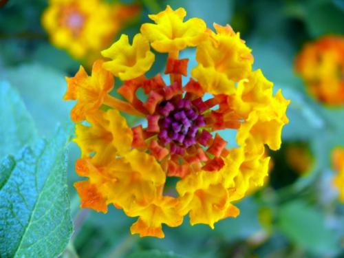 Fotografia de Pau - Galeria Fotografica: Natura - Foto: FLor