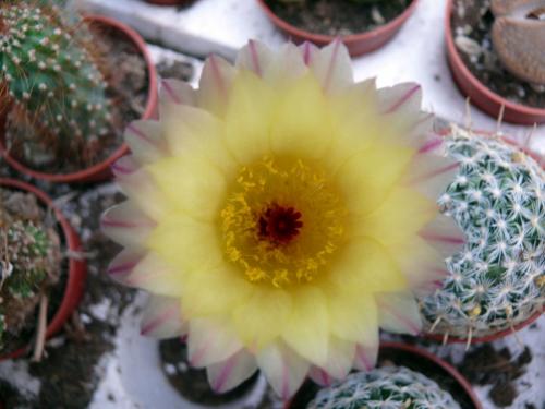 Fotografia de Pau - Galeria Fotografica: Natura - Foto: Flor de Catcus