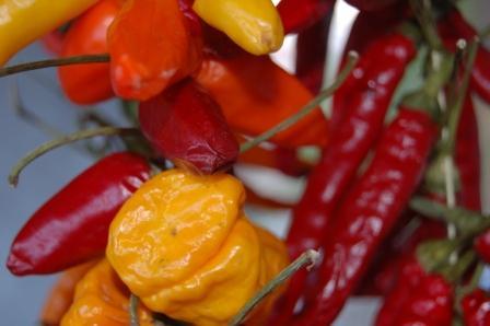 Fotografia de Charlotte - Galeria Fotografica: regalo. - Foto: 	guindillas							