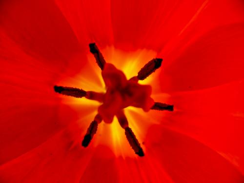 Fotografia de Pau - Galeria Fotografica: Natura - Foto: Inside the flower