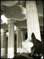 Fotos de Pau -  Foto: Blanco y Negro - Mirando Gaudi