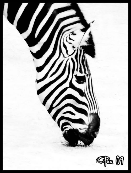 Fotografia de Pau - Galeria Fotografica: Blanco y Negro - Foto: Zebra B/W