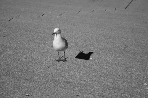 Fotografia de andres w.k. - Galeria Fotografica: Australia - Foto: 