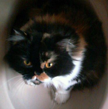 Fotografia de Laura AJMC - Galeria Fotografica: Nuestros amigos - Foto: 