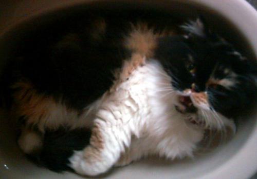 Fotografia de Laura AJMC - Galeria Fotografica: Nuestros amigos - Foto: 