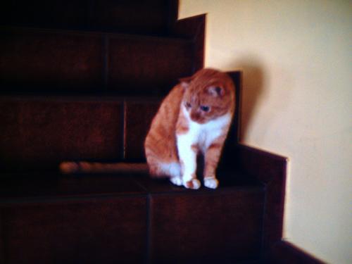 Fotografia de Laura AJMC - Galeria Fotografica: Nuestros amigos - Foto: 