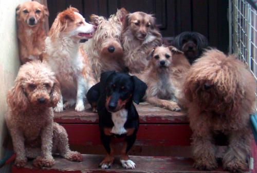 Fotografia de Laura AJMC - Galeria Fotografica: Nuestros amigos - Foto: 