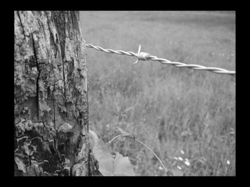 Fotografia de Hallaserke - Galeria Fotografica: Hallaserke - Foto: Espinas