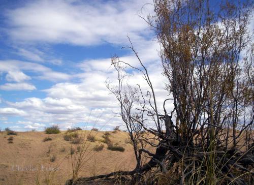 Fotografia de Sergio - Galeria Fotografica: Desierto Lavallino - Mendoza - Argentina - Foto: Paisaje 2