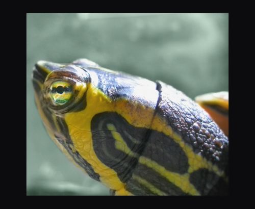 Fotografia de JGSant - Galeria Fotografica: Animalario - Foto: Green Vision