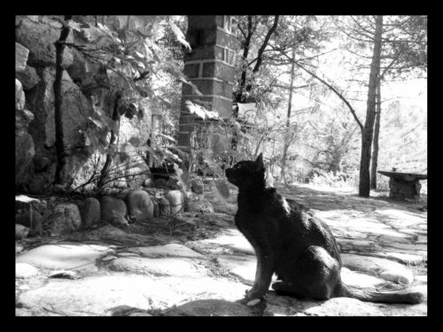 Fotografia de JGSant - Galeria Fotografica: Animalario - Foto: Wait for... 