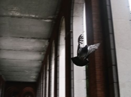 Fotografia de JGSant - Galeria Fotografica: Animalario - Foto: Peace