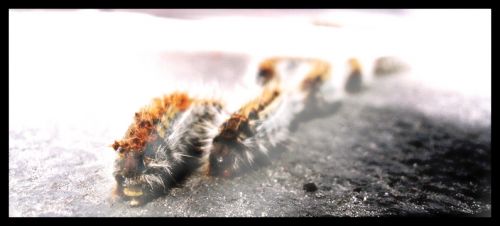 Fotografia de JGSant - Galeria Fotografica: Animalario - Foto: El Orden