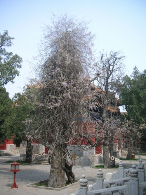 Fotografia de Afa - Galeria Fotografica: China - Foto: 