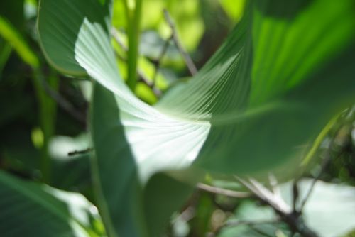 Fotografia de Dar�o Castro - Galeria Fotografica: fotos silvestres - Foto: 