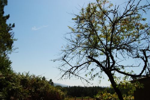 Fotografia de Dar�o Castro - Galeria Fotografica: fotos silvestres - Foto: 