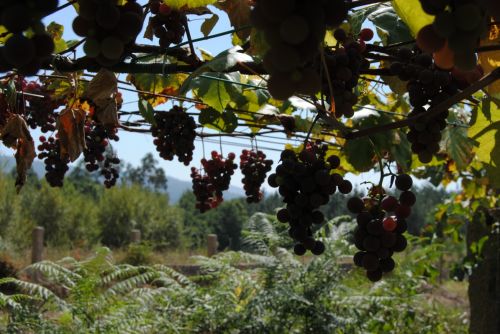 Fotografia de Dar�o Castro - Galeria Fotografica: fotos silvestres - Foto: 