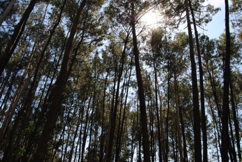 Fotografia de Dar�o Castro - Galeria Fotografica: fotos silvestres - Foto: 