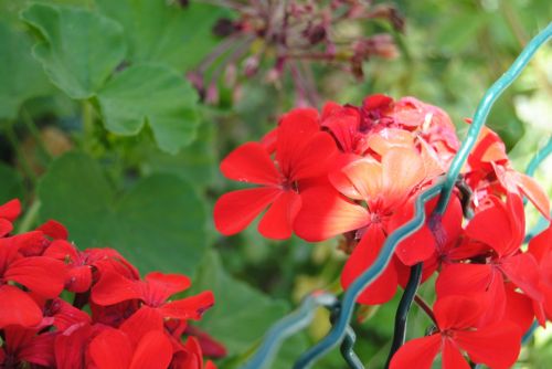 Fotografia de Dar�o Castro - Galeria Fotografica: fotos silvestres - Foto: 